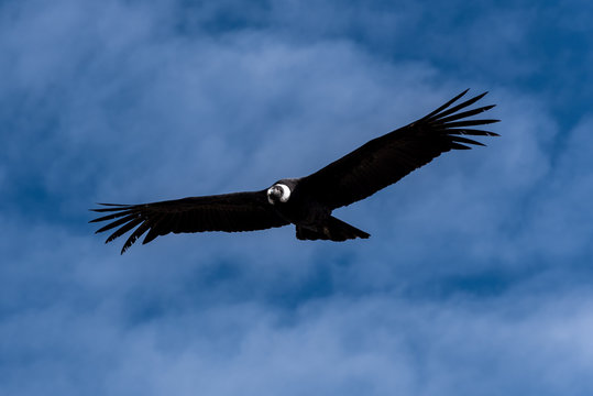 Andenkondor Kondor fliegt mit ausgestreckten Fl&uuml;geln vor blauem Himmel im Colca Canyon von Peru