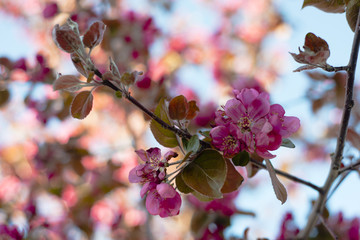 Apple pink flowers blossom.