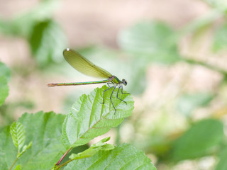 Fototapeta premium Libellule verte