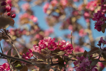 Apple pink flowers blossom.