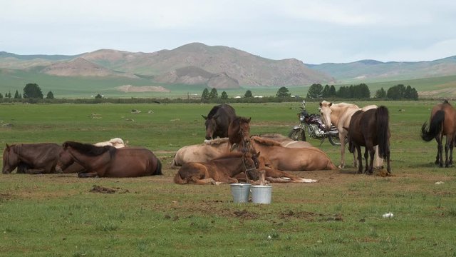 A herd of horses after milking owned by Mongolian Nomads.