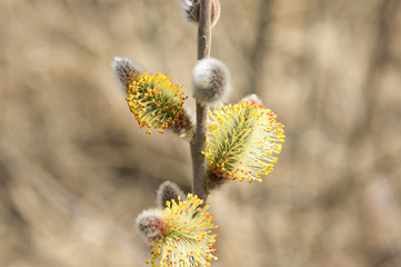 Flowering willow (buds blossomed) in April