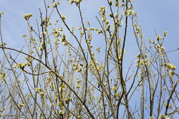 Flowering willow (buds blossomed) in April