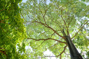 Fototapeta premium A big green tree on the blue sky as the background, relax.