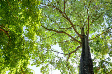 A big green tree on the blue sky as the background, relax.