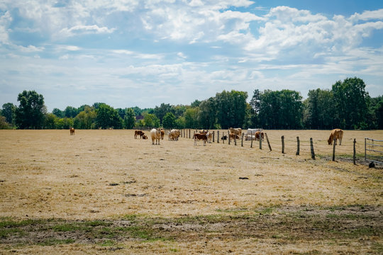 Klimawandel - Dürre, Rinder auf kahlgefressener Weide