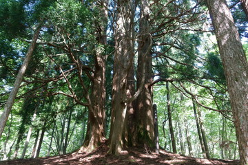 日本の登山道の樹木