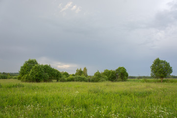 Field and trees immediately after the thunderstorm.