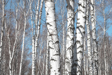 Obraz premium Several birches with white birch bark in birch grove among other birches