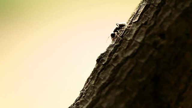 Black ant on a tree bark