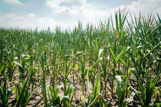 Trockenheit - Dürre, verkümmerte Maispflanzen auf staubtrockenem Acker
