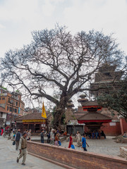 Old Tree at Durbar Square in Kathmandu