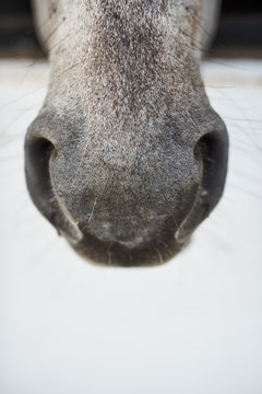 horse's mouth, horse's nose