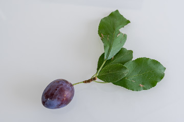 Pflaume frisch vom Baum isoliert auf weiß