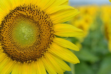 Obraz premium Sunflowers in the field