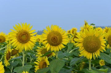 Fototapeta premium Sunflowers in the field