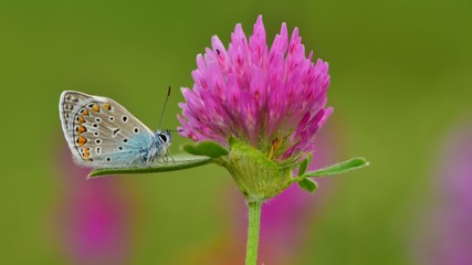 Polyommatus amandus  345