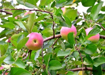 Red ripe apples hang on a green branch of a tree