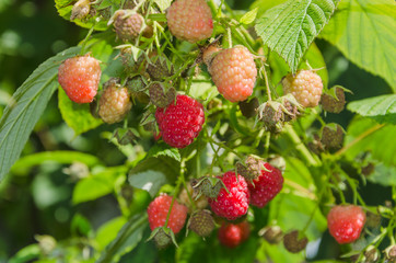 raspberries in the garden