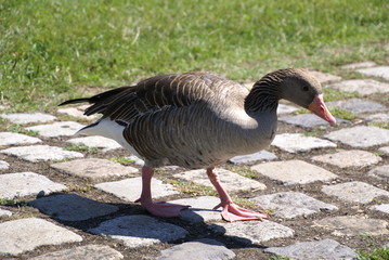 Graugans auf Fußgängerweg 219