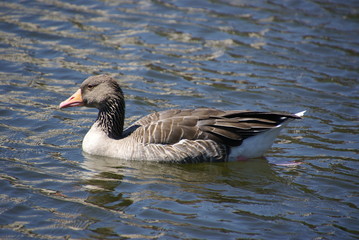 Graugans im Wasser 189