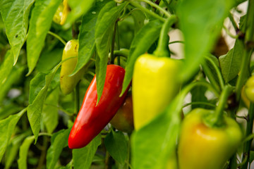 Closeup of ripening peppers in the organic pepper plantation.Fresh Yellow and Red sweet Bell Pepper Plants with Selective Focus in plantation,paprika