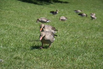 Graug&auml;nse auf Wiese 218 Anser anser