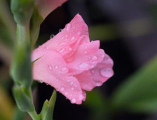 pink gladiolus bud with water droplets close-up