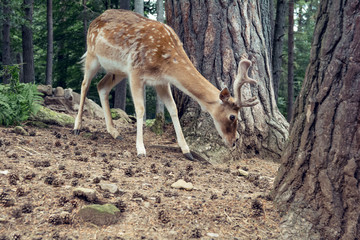 Naklejka na ściany i meble Little fallow deer in the forest, natural environment - Baby deer - Bambi, cute animal in the middle of the nature