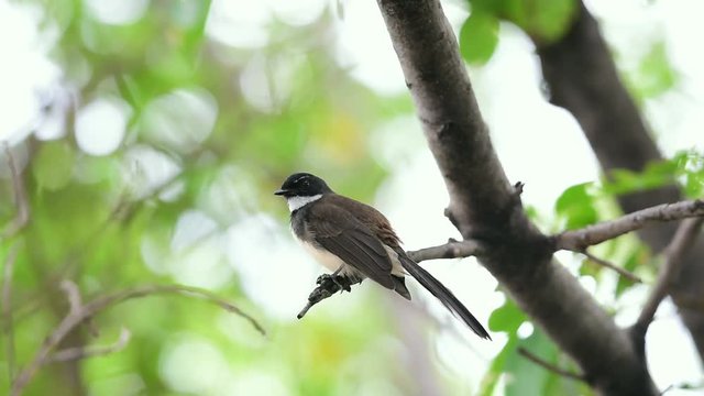 Bird (Malaysian Pied Fantail, Rhipidura javanica) black and white color perched on a tree in a nature wild
