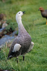 Magellan goose male