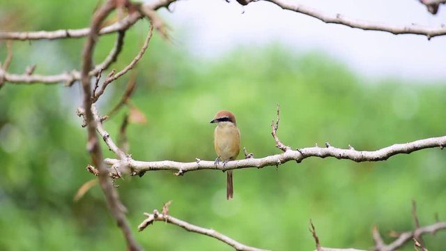 Bird (Brown shrike, Lanius cristatus) mainly brown on the upper parts and the tail is rounded the black mask and has a white brow over it perched on a tree in a nature wild