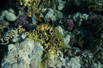 coral