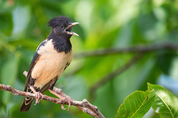 Rosy Starling (Sturnus roseus) sitting on a branch with open beak