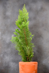 thuja orientalis in a clay pot