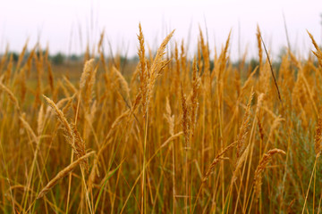 Dry grass close-up.