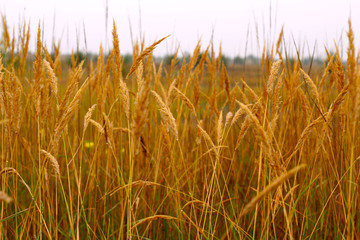 Dry grass close-up.