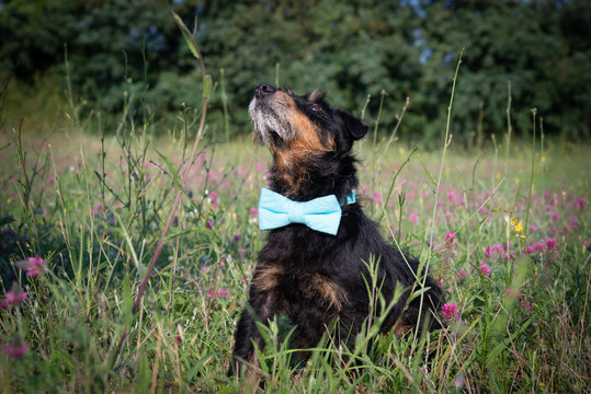 Cute old German hunting terrier with a bow tie