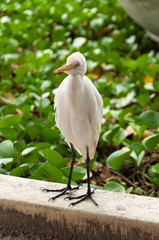 White egret in the grass