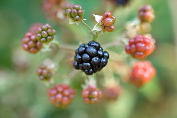 Brombeeren