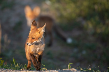 Two young red Fox near his hole