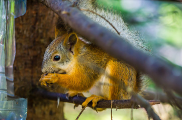 Naklejka na ściany i meble red squirrel in summer