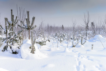 picturesque winter landscape in a ski resort in Russia