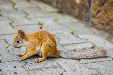 red squirrel in summer