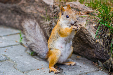 Obraz premium red squirrel in summer