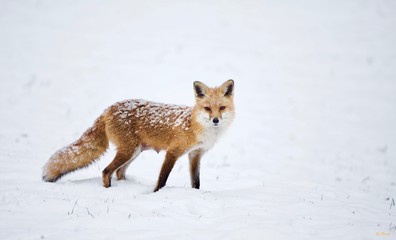 Fototapeta premium Fox Momma, Female Fox in the Snow