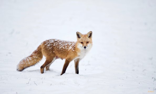 Fox Momma, Female Fox in the Snow