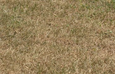 Rasen Gras vertrocknet im Sommer