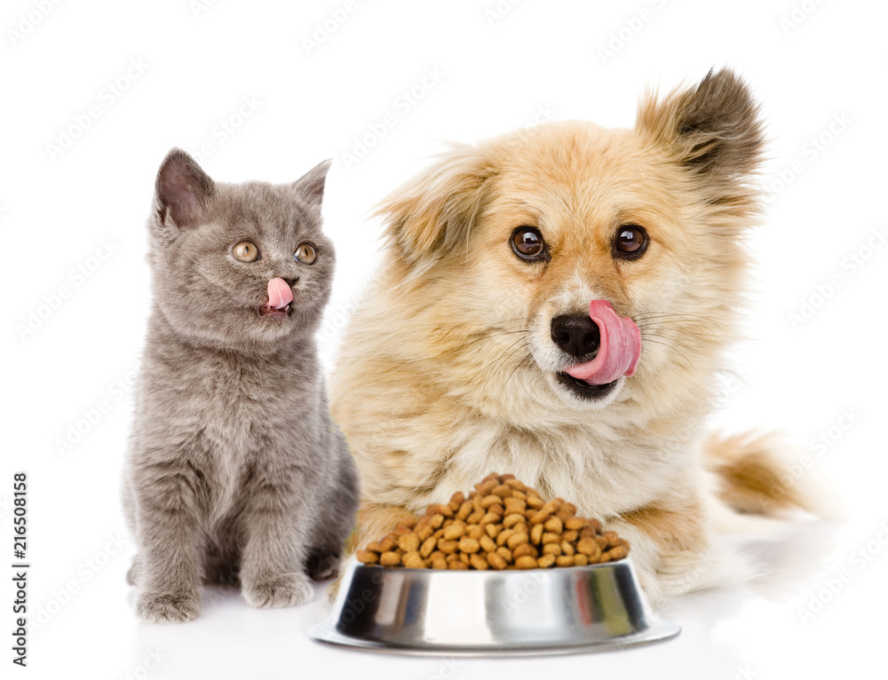 Aufkleber kitten and licking lips hungry dog sitting with a empty bowl. isolated on white background