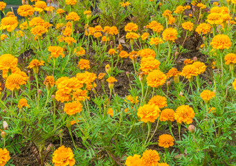 orange carnations in close up